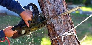 Professional Tree Removal Services in Punta Rassa, FL