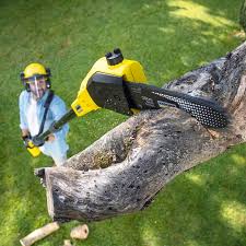 Best Tree Removal  in Punta Rassa, FL