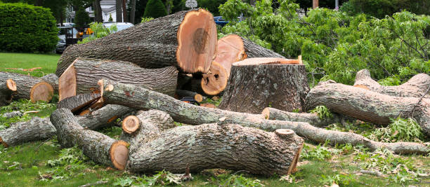 Best Tree Trimming and Pruning  in Punta Rassa, FL