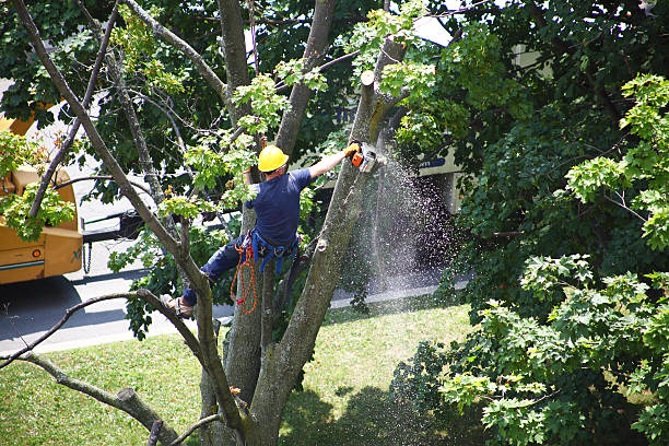 Best Tree Mulching  in Punta Rassa, FL