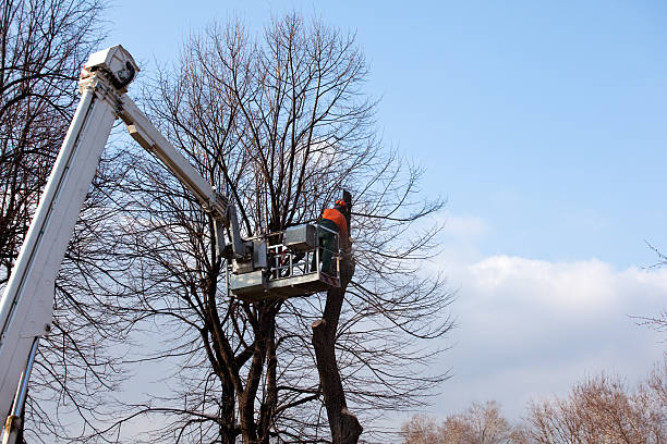 How Our Tree Care Process Works  in  Punta Rassa, FL