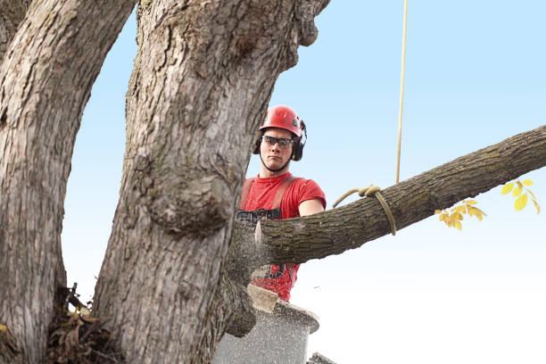 Best Tree Risk Assessment  in Punta Rassa, FL